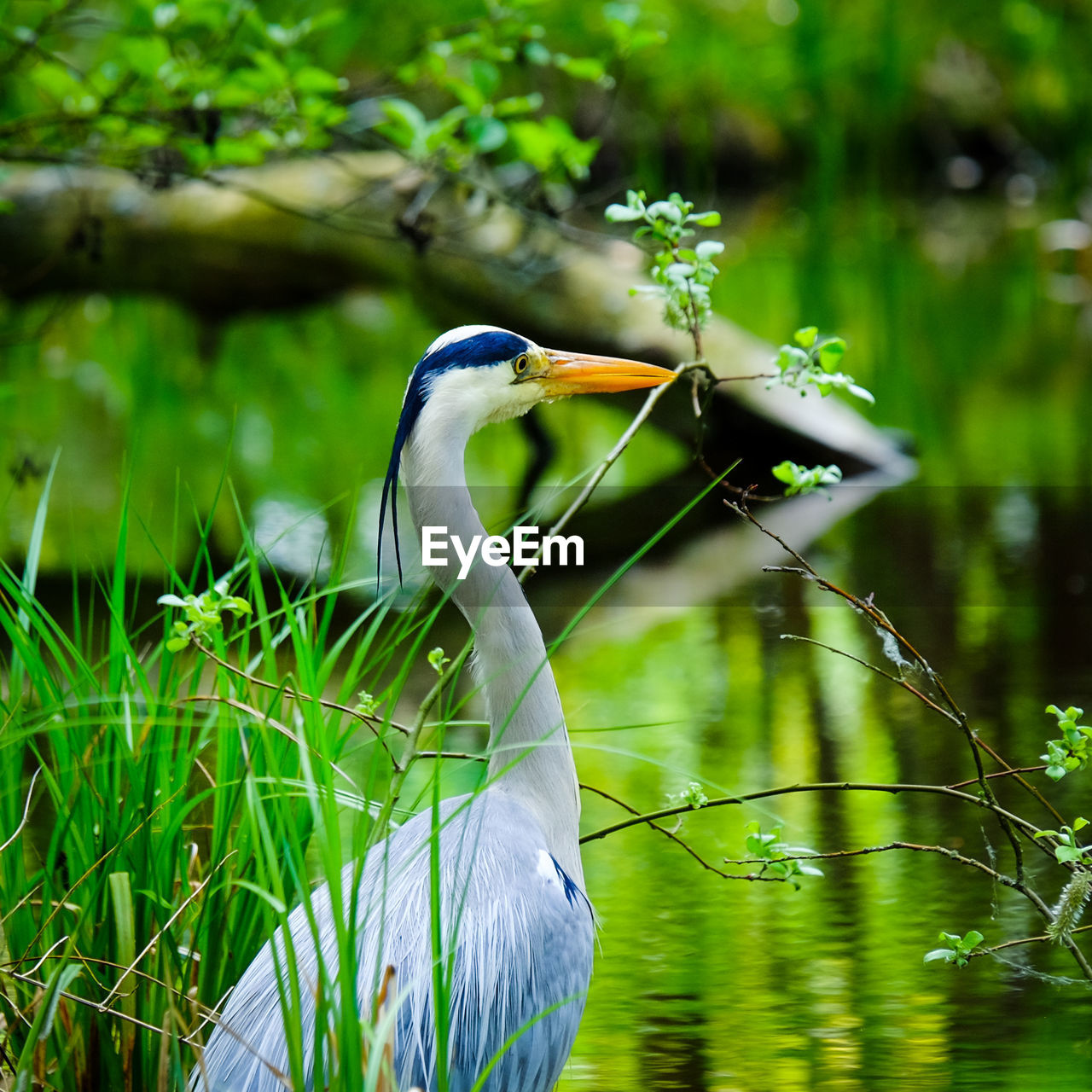 VIEW OF A BIRD ON ROCK