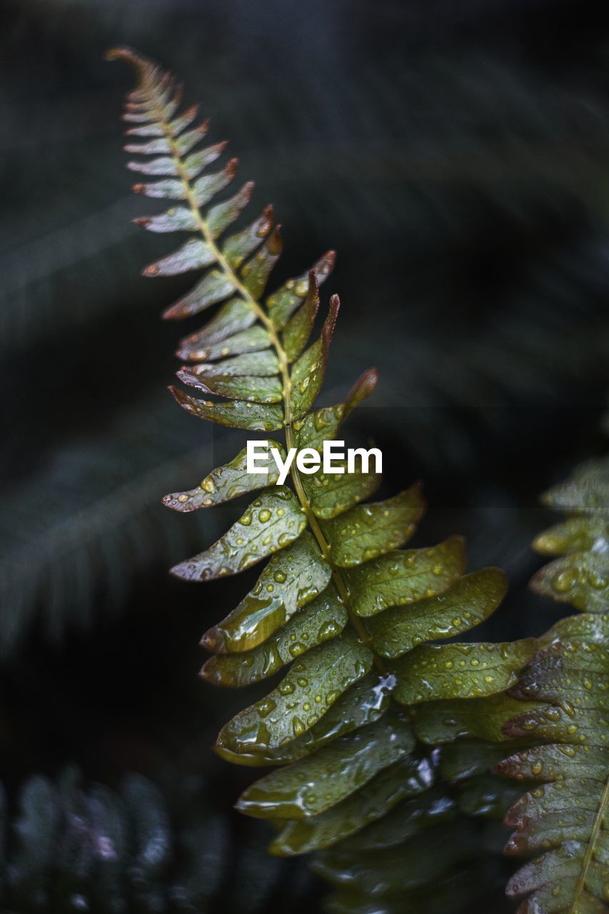 Close-up of a fern plant with leaves in water