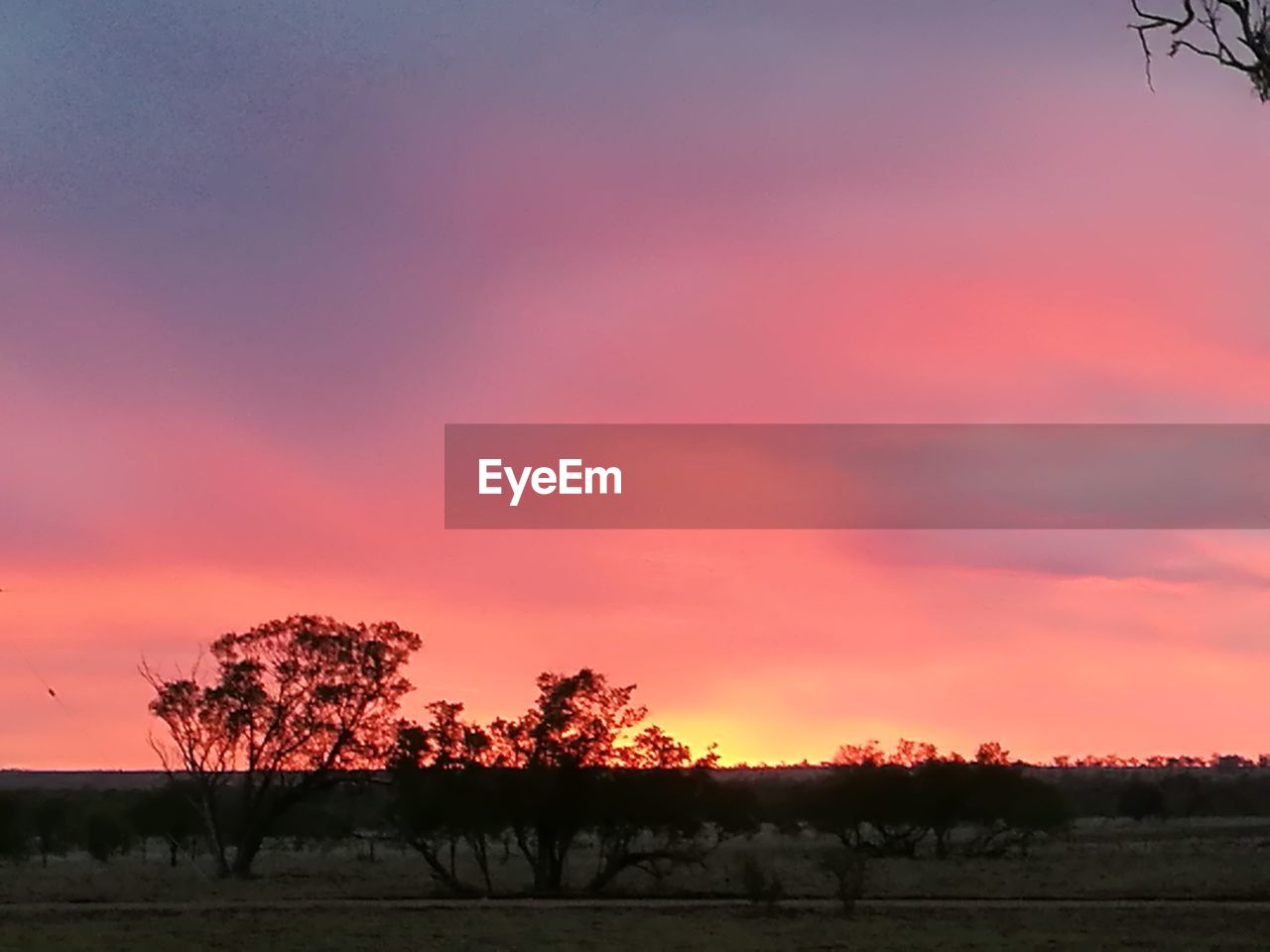 SILHOUETTE TREES ON LANDSCAPE AGAINST ORANGE SKY