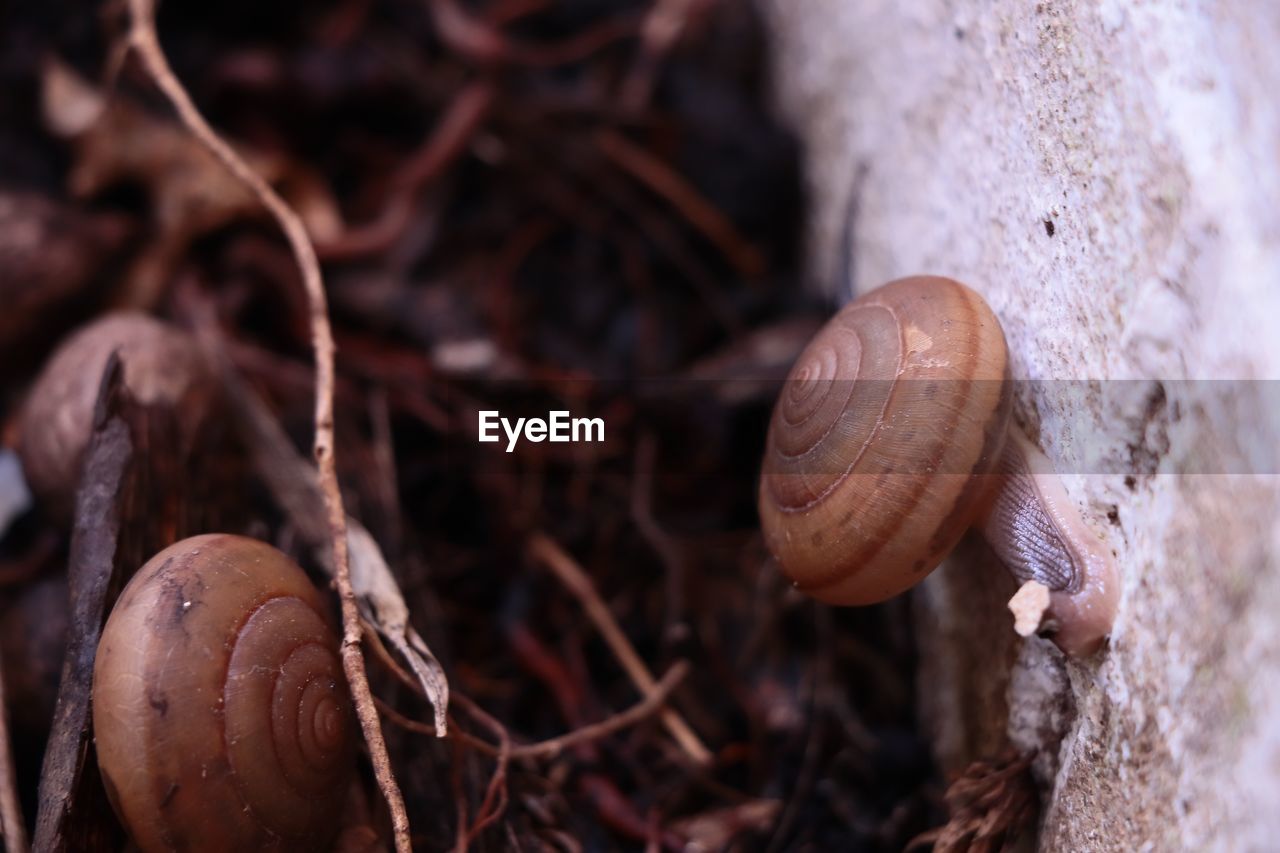 CLOSE-UP OF SNAIL ON GROUND