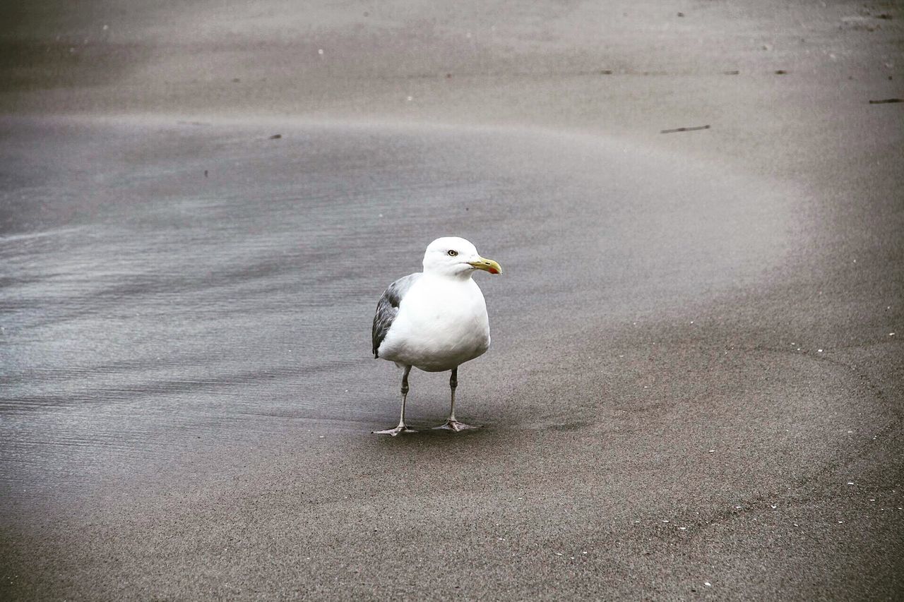Seagull at sandy beach