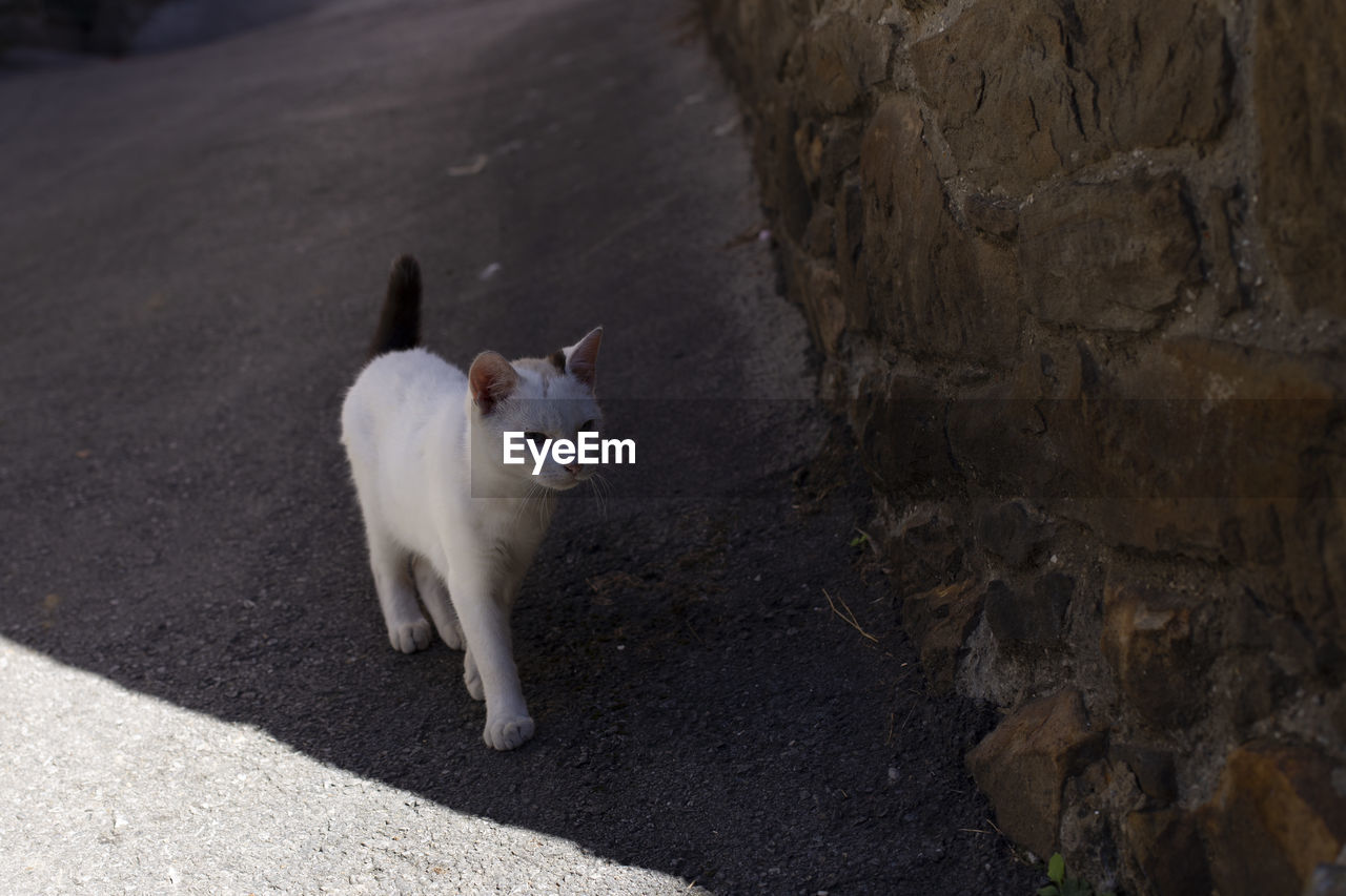 White cat is walking in a village