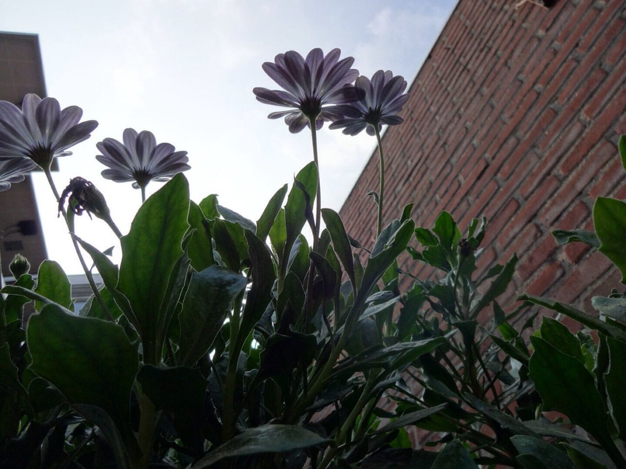 CLOSE-UP OF PLANT GROWING ON PLANT