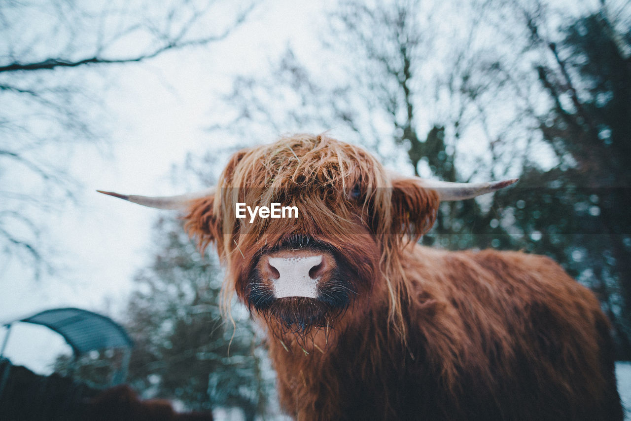 Close-up of a highland cow