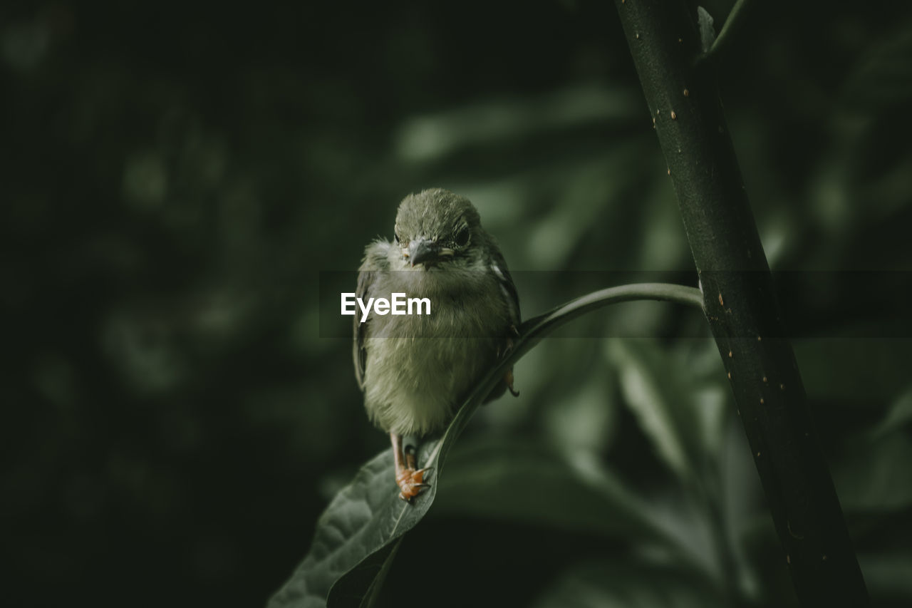 CLOSE-UP OF BIRD PERCHING ON A BRANCH