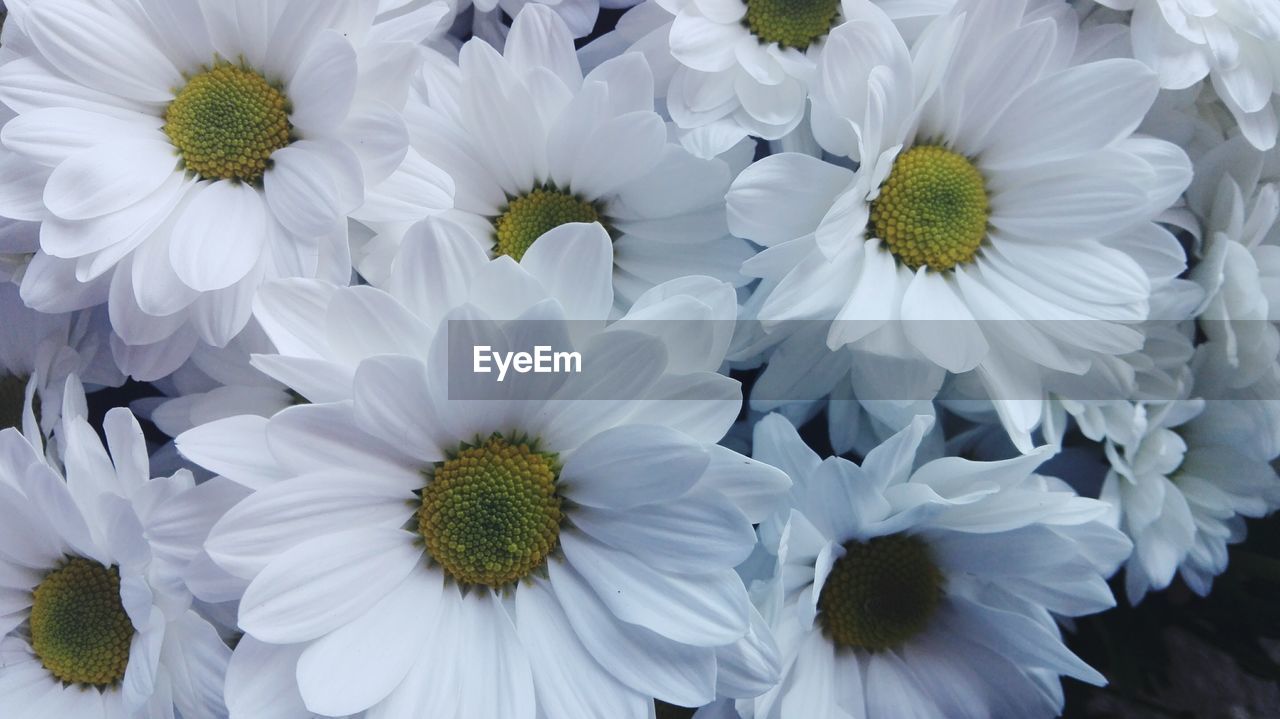 CLOSE-UP OF FLOWERS BLOOMING OUTDOORS