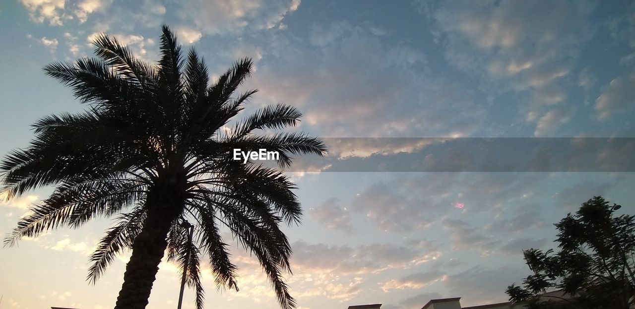 LOW ANGLE VIEW OF SILHOUETTE COCONUT PALM TREES AGAINST SKY