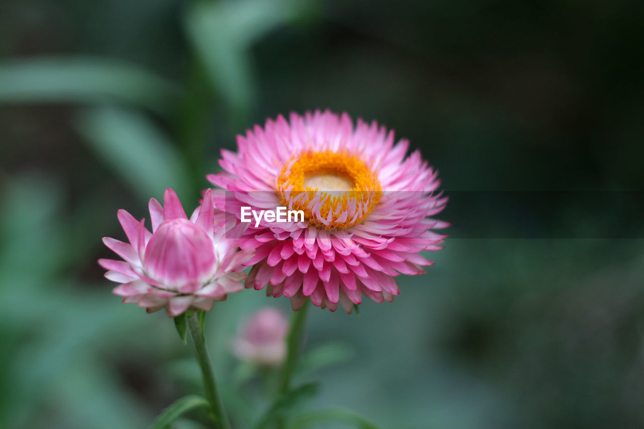 Close-up of pink flower