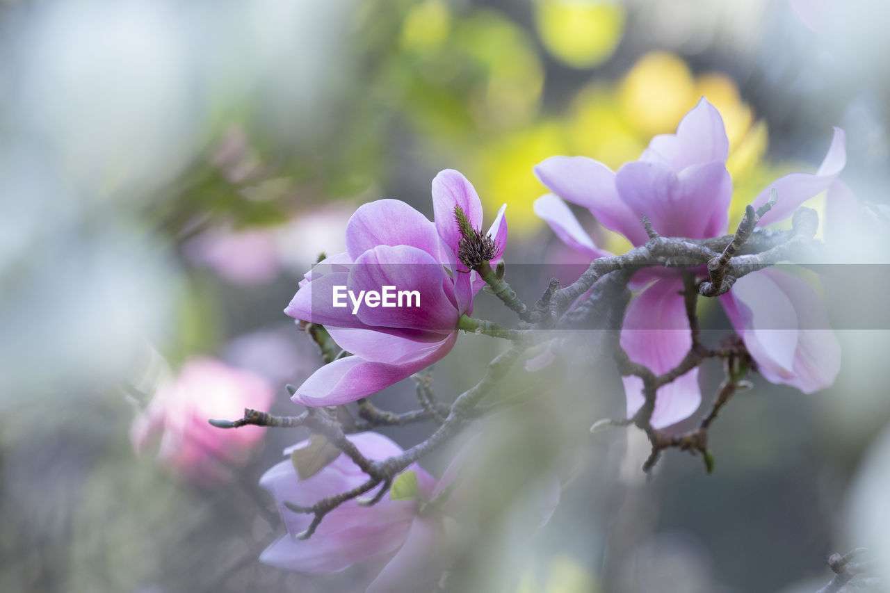 plant, flower, flowering plant, freshness, beauty in nature, blossom, nature, macro photography, pink, springtime, fragility, close-up, purple, selective focus, growth, petal, tree, branch, no people, defocused, flower head, environment, spring, outdoors, wildflower, social issues, lilac, inflorescence, focus on foreground, botany, multi colored, plant part, summer, food and drink, environmental conservation, leaf, food, softness, tranquility, landscape, pastel colored