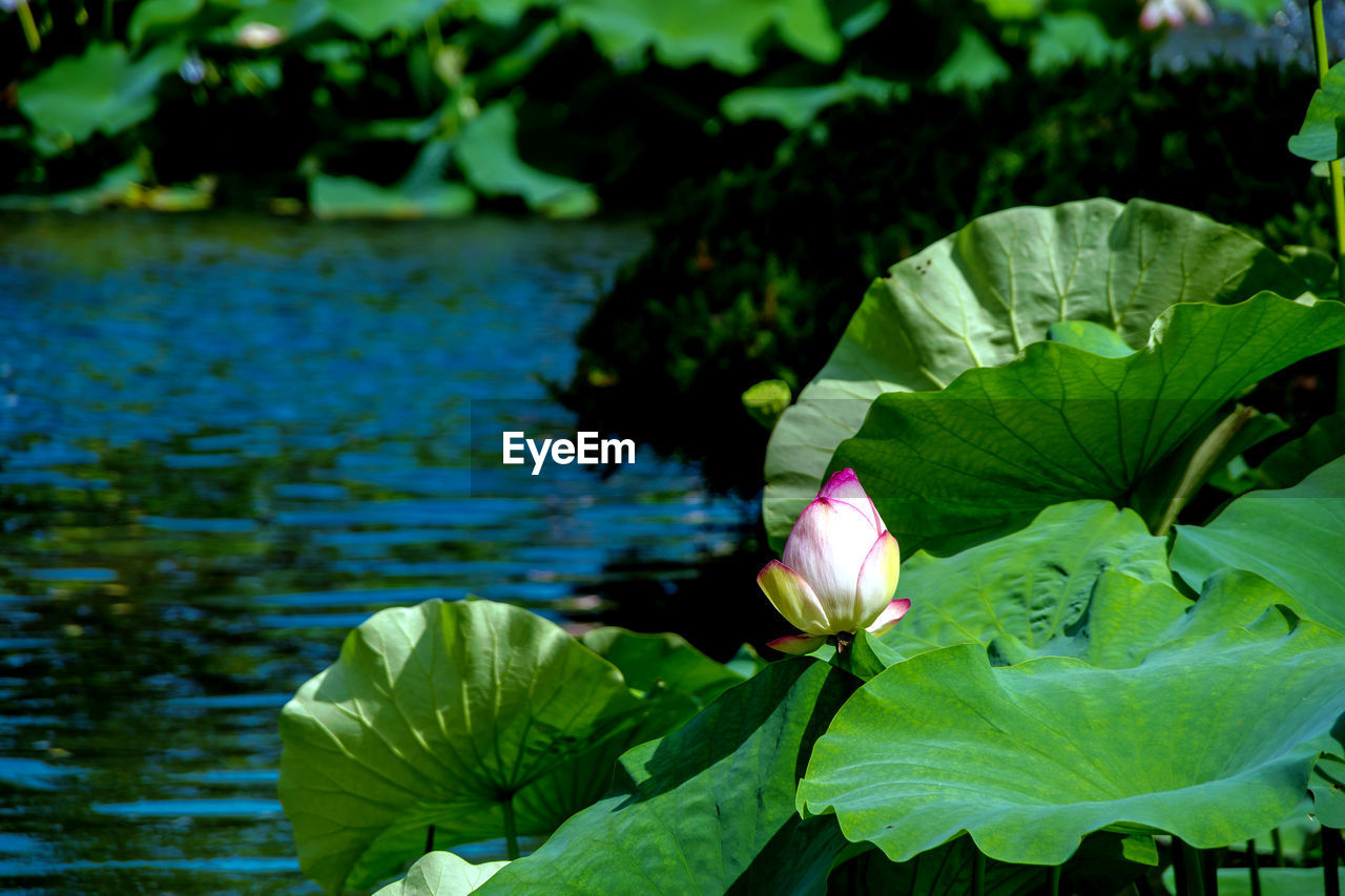 CLOSE-UP OF PURPLE WATER LILY IN LAKE