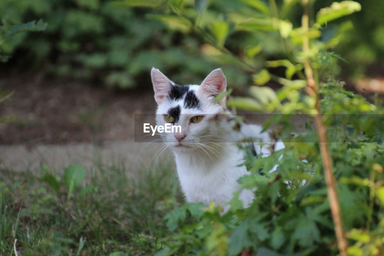 PORTRAIT OF CAT ON PLANT