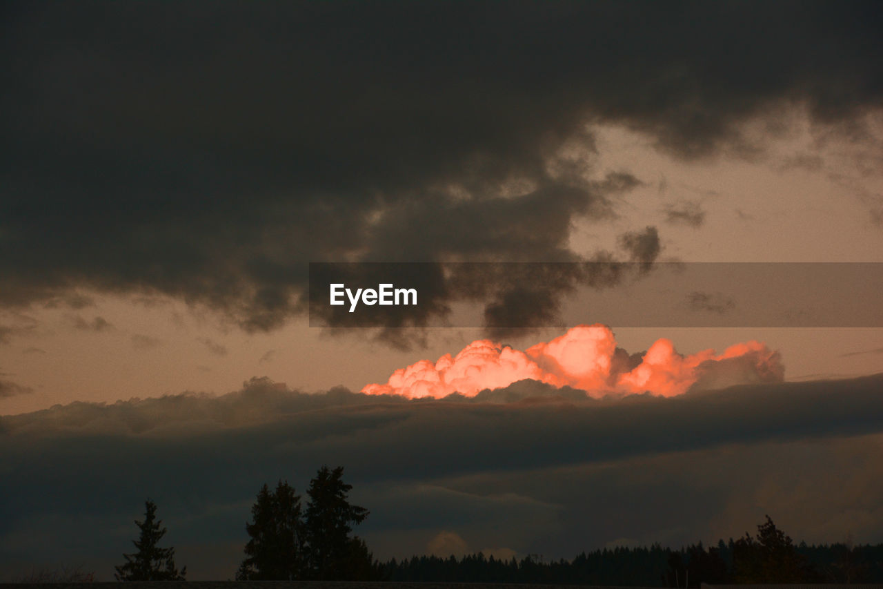 LOW ANGLE VIEW OF SILHOUETTE TREES AGAINST ORANGE SKY