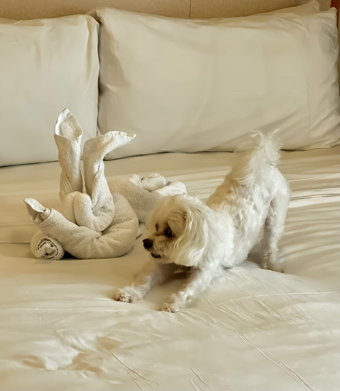 dog sitting on bed