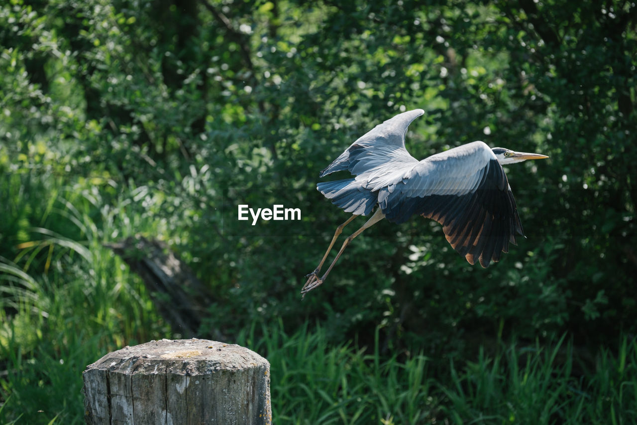 SIDE VIEW OF BIRD FLYING