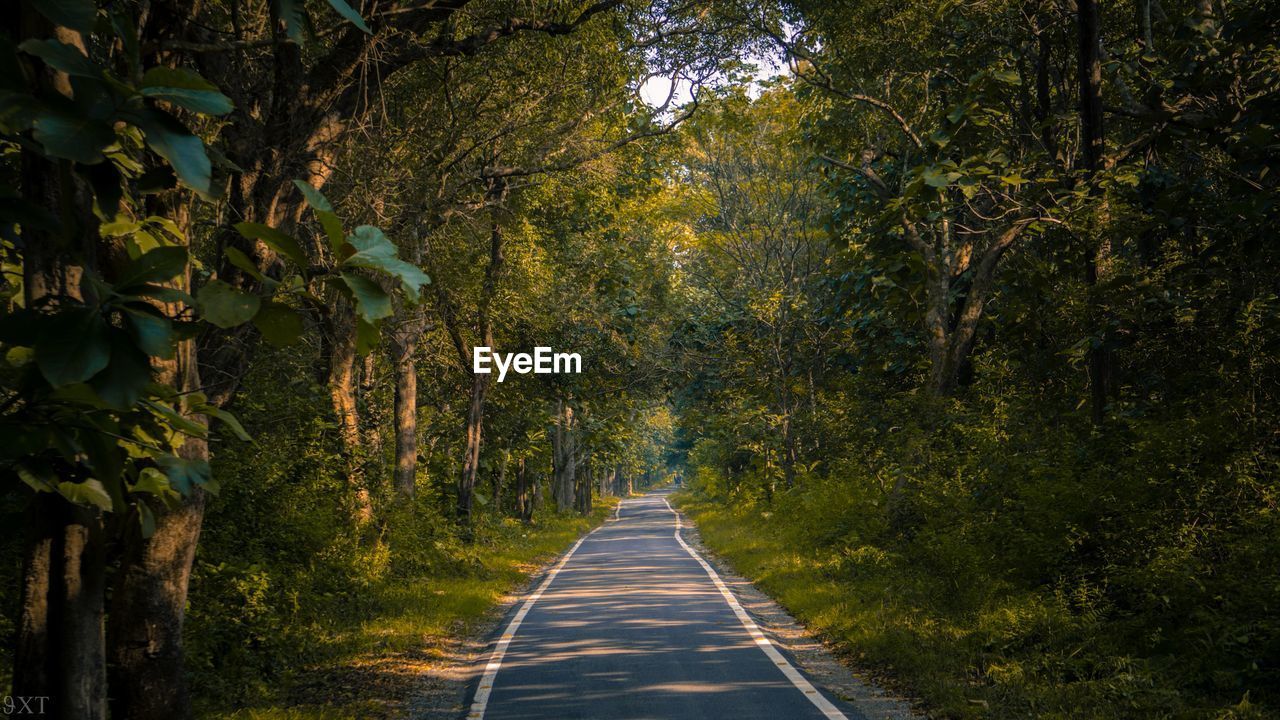 Road amidst trees in forest during autumn