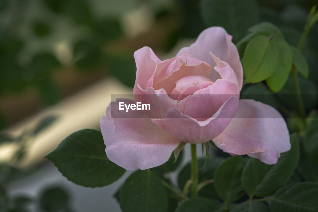 CLOSE-UP OF PINK ROSES