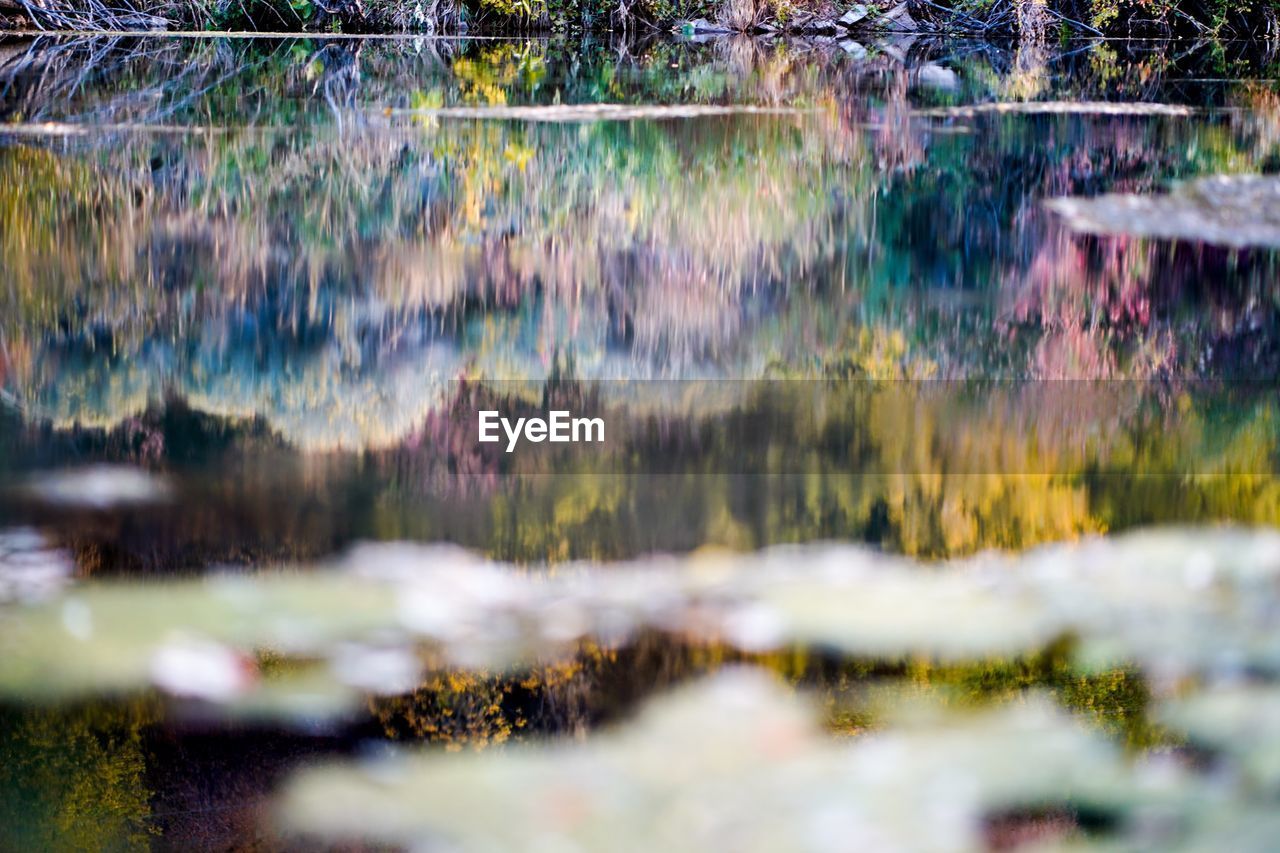 SCENIC VIEW OF LAKE BY TREES