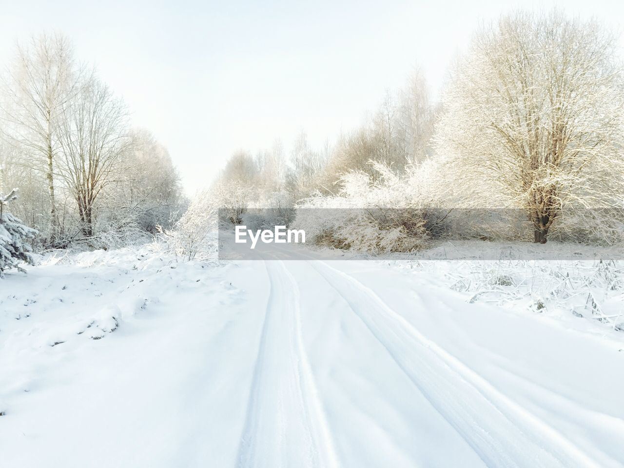 Snow covered road amidst bare trees against sky