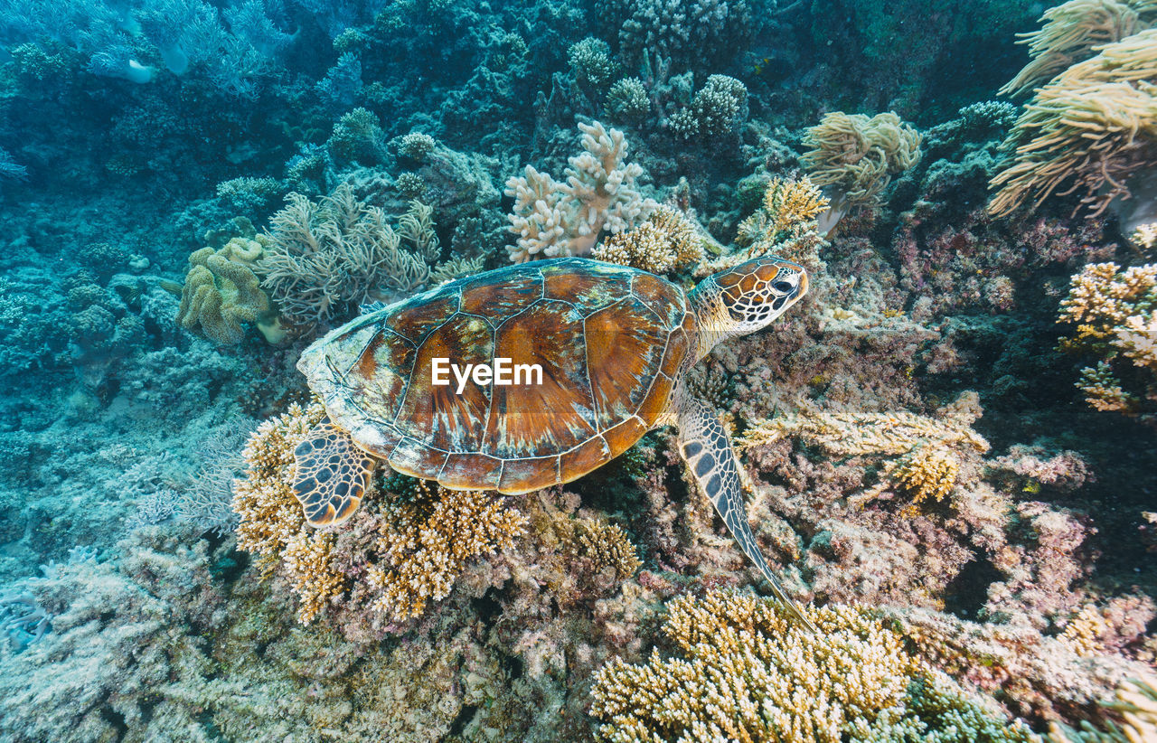 high angle view of coral in sea