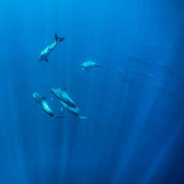 Low angle view of dolphins in blue sea