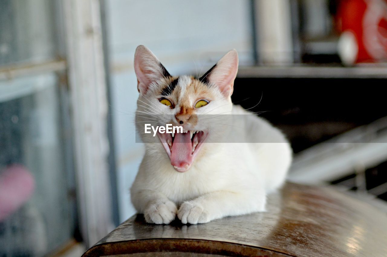 Close-up of cat yawning
