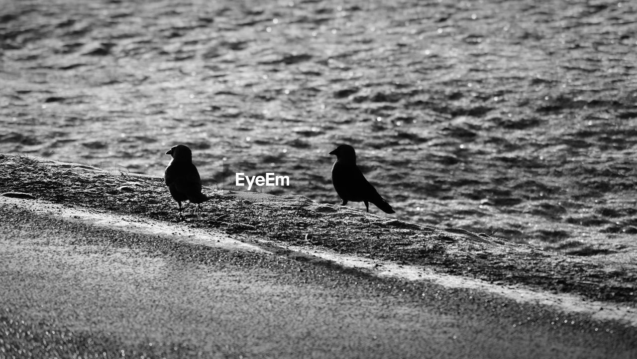 Birds perching at lake