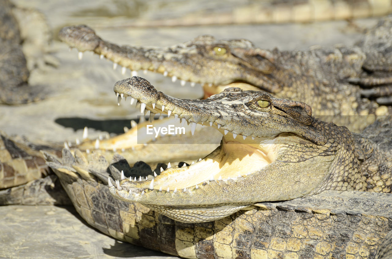 Freshwater crocodile, siamese crocodile  in close farm.