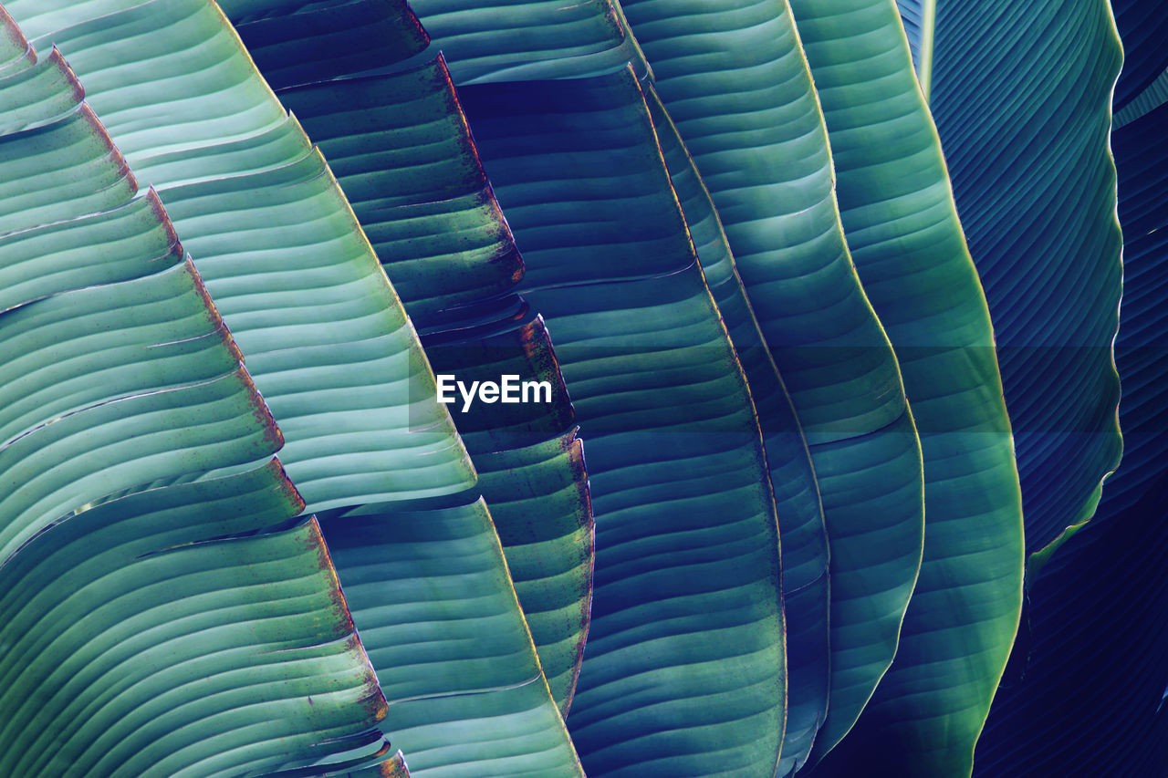 Full frame shot of banana leaves