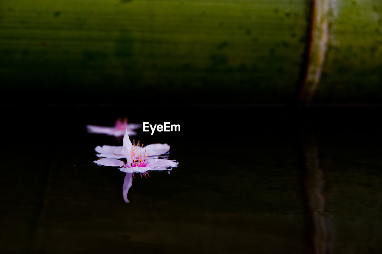 Close-up of pink flower against lake