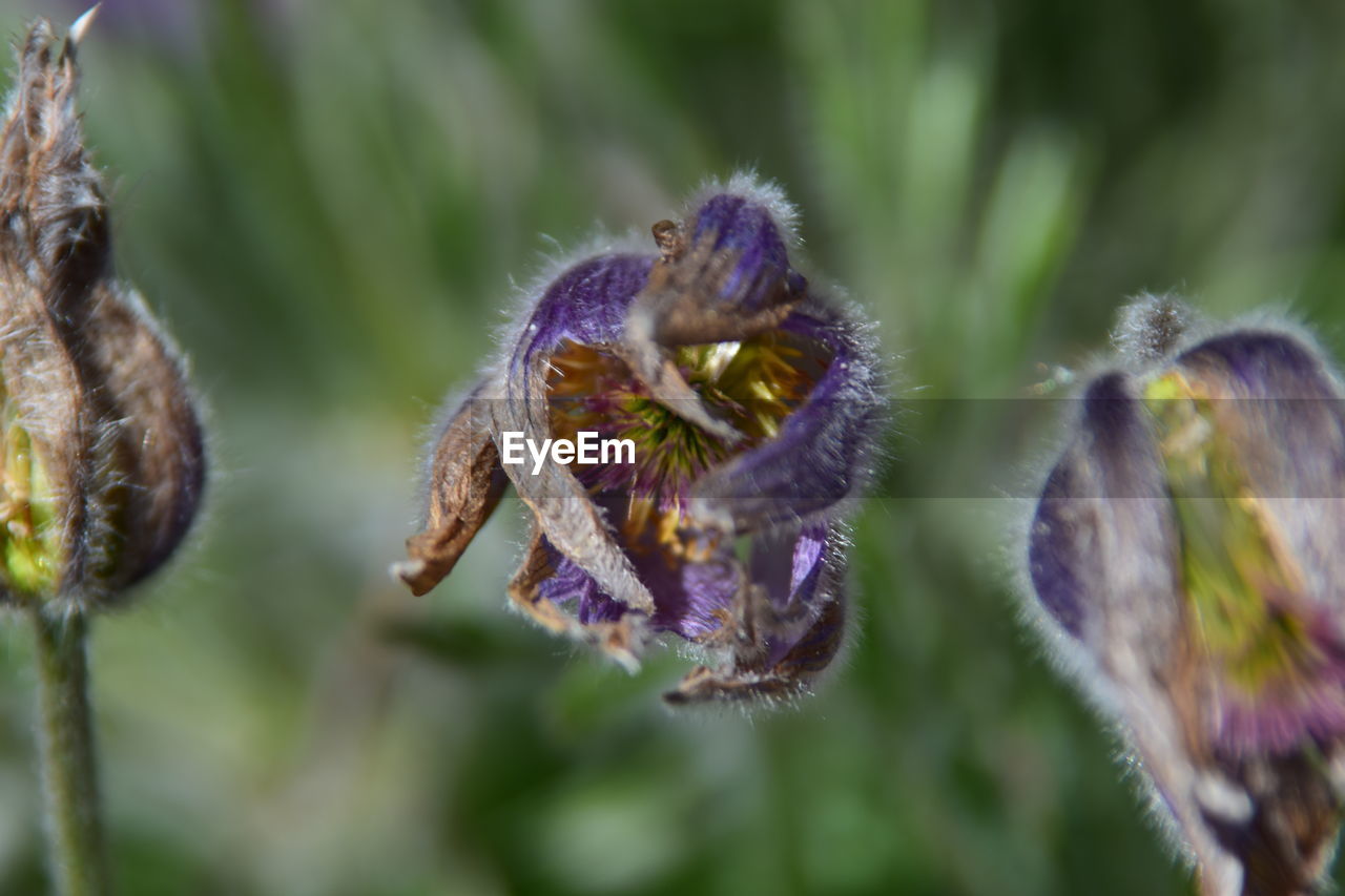 CLOSE-UP OF PURPLE FLOWERS ON PLANT