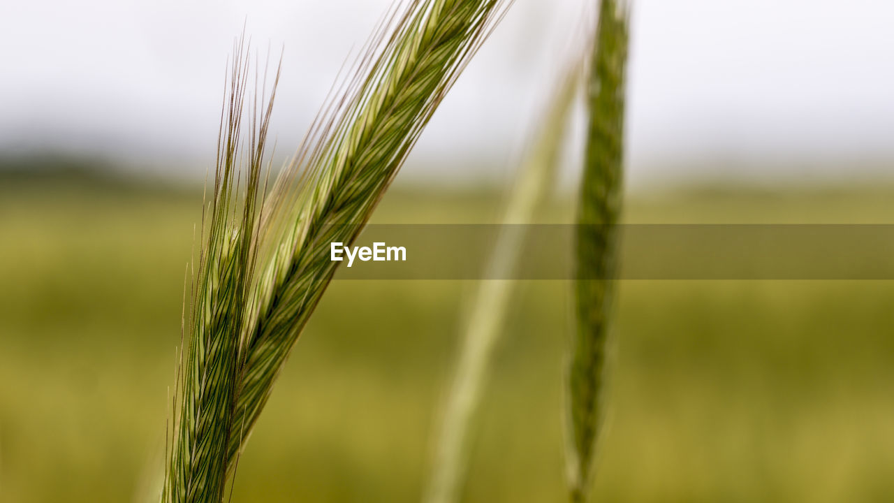 Close-up of crop growing on agricultural field