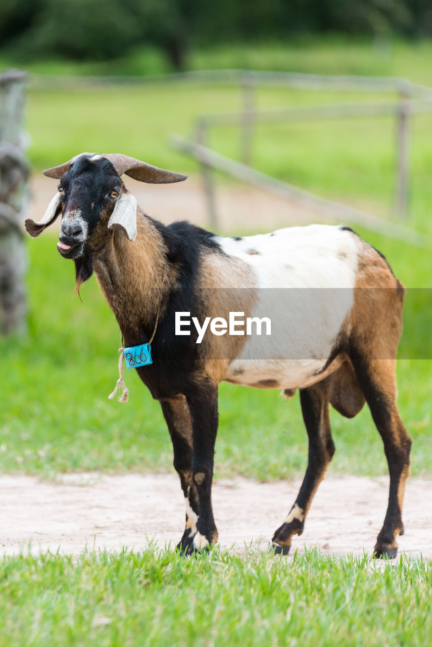 Goat standing in a field