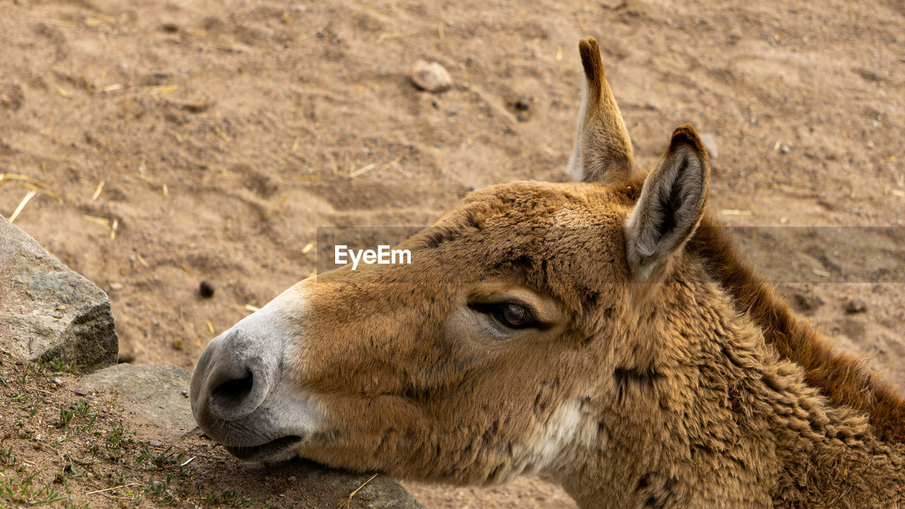 Close-up of a donkey