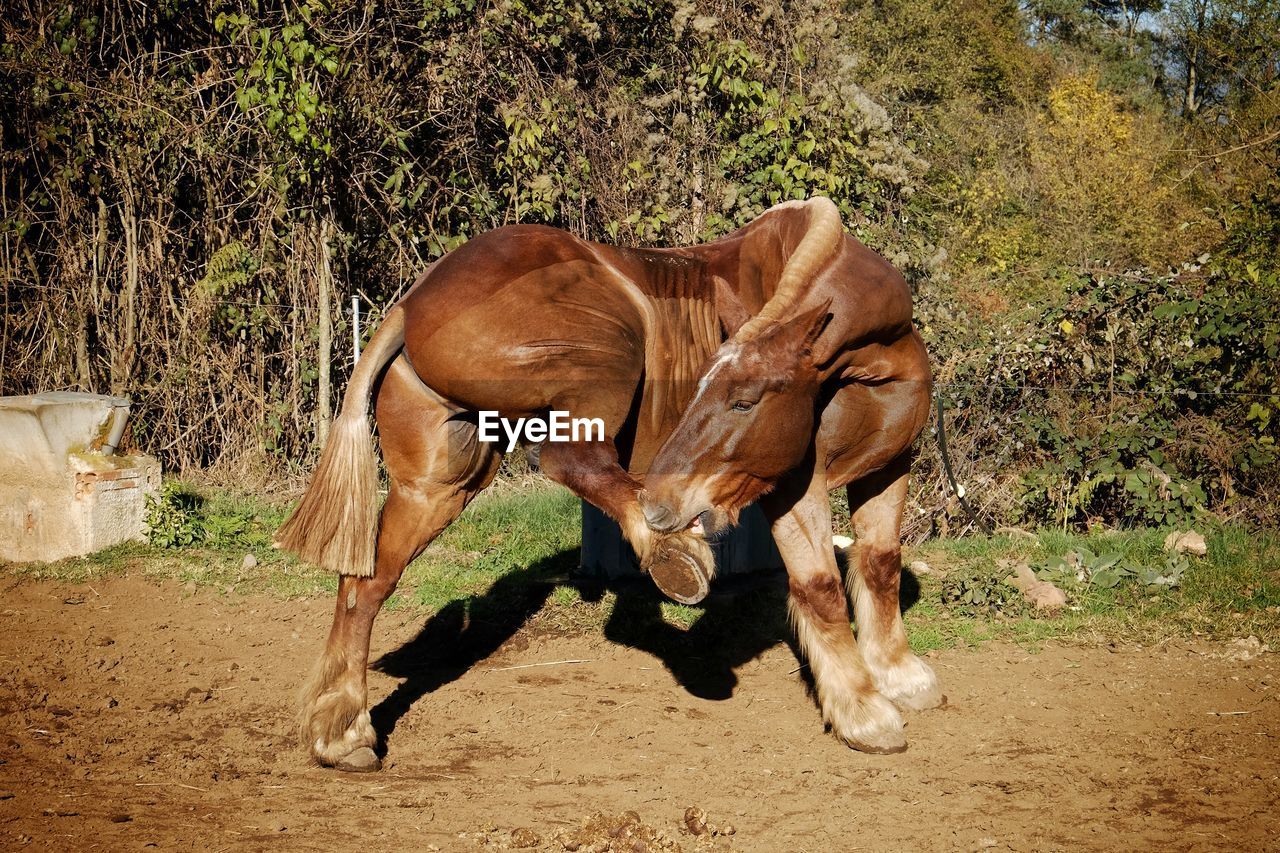 Horse in tree