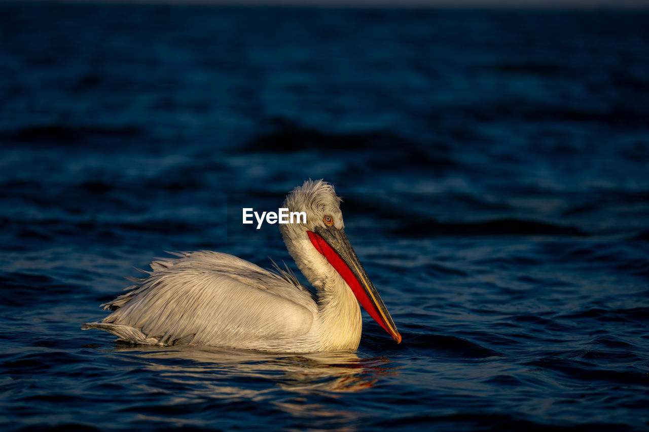 pelican perching on lake