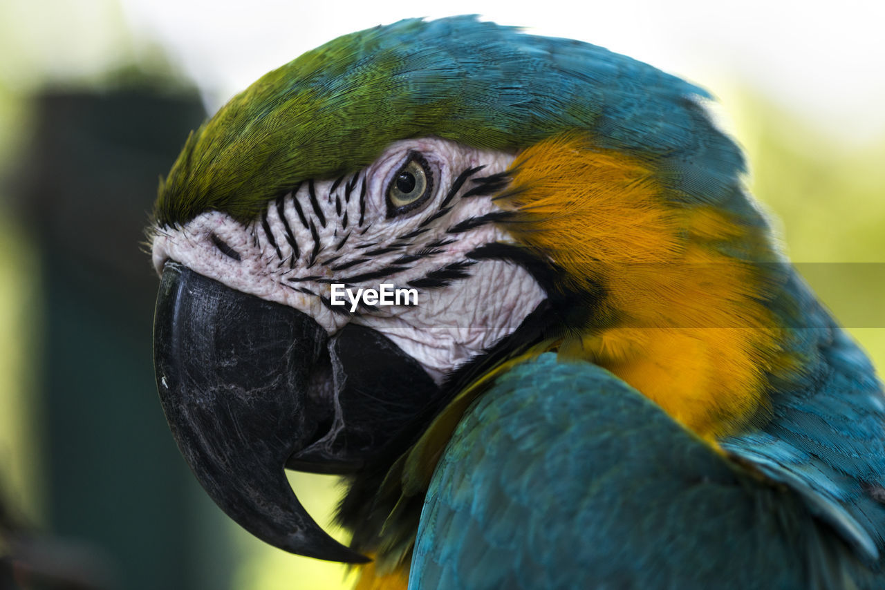 Close up of a parrot in colombia