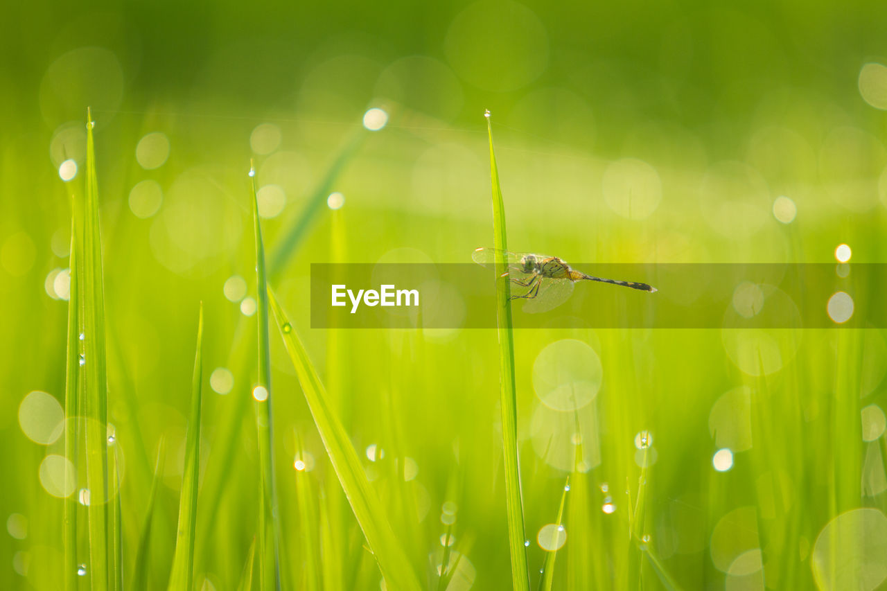 CLOSE-UP OF FLY ON GRASS