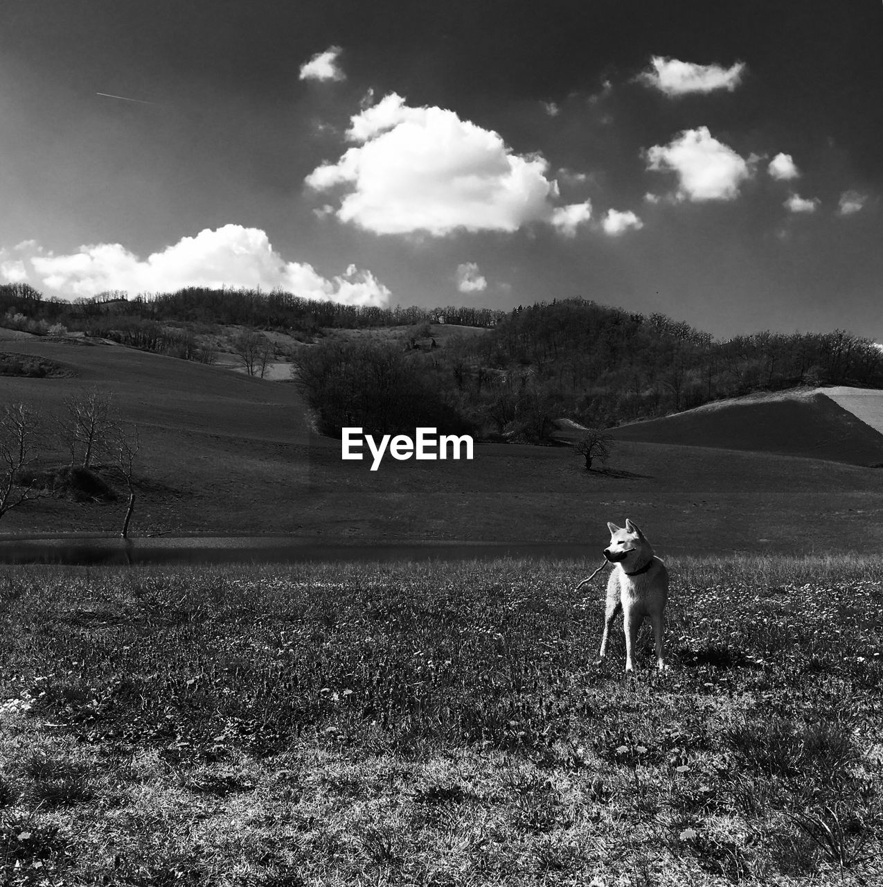 Dog standing on field against sky