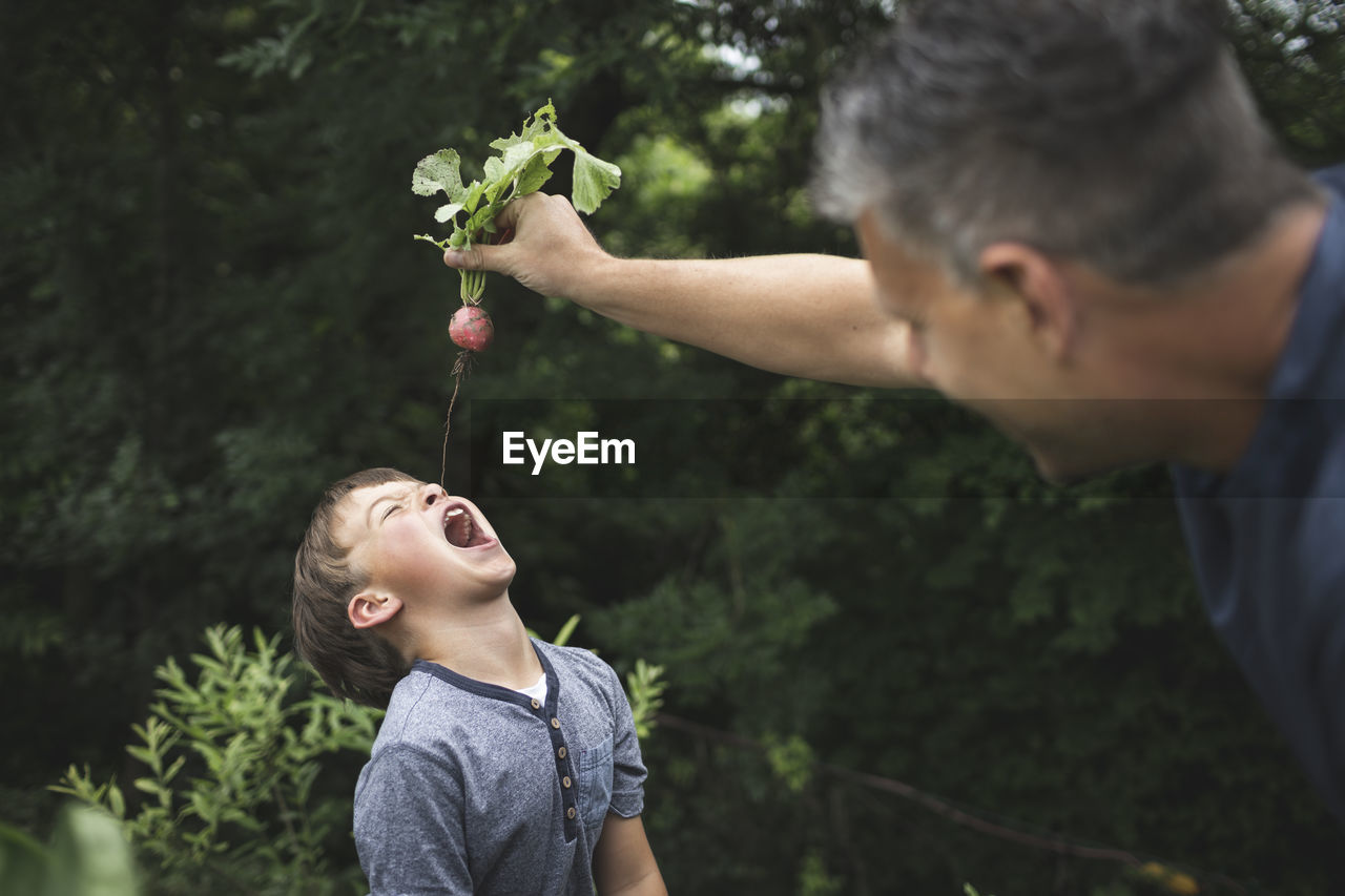 Playful father holding radish over son with open mouth while gardening at back yard garden