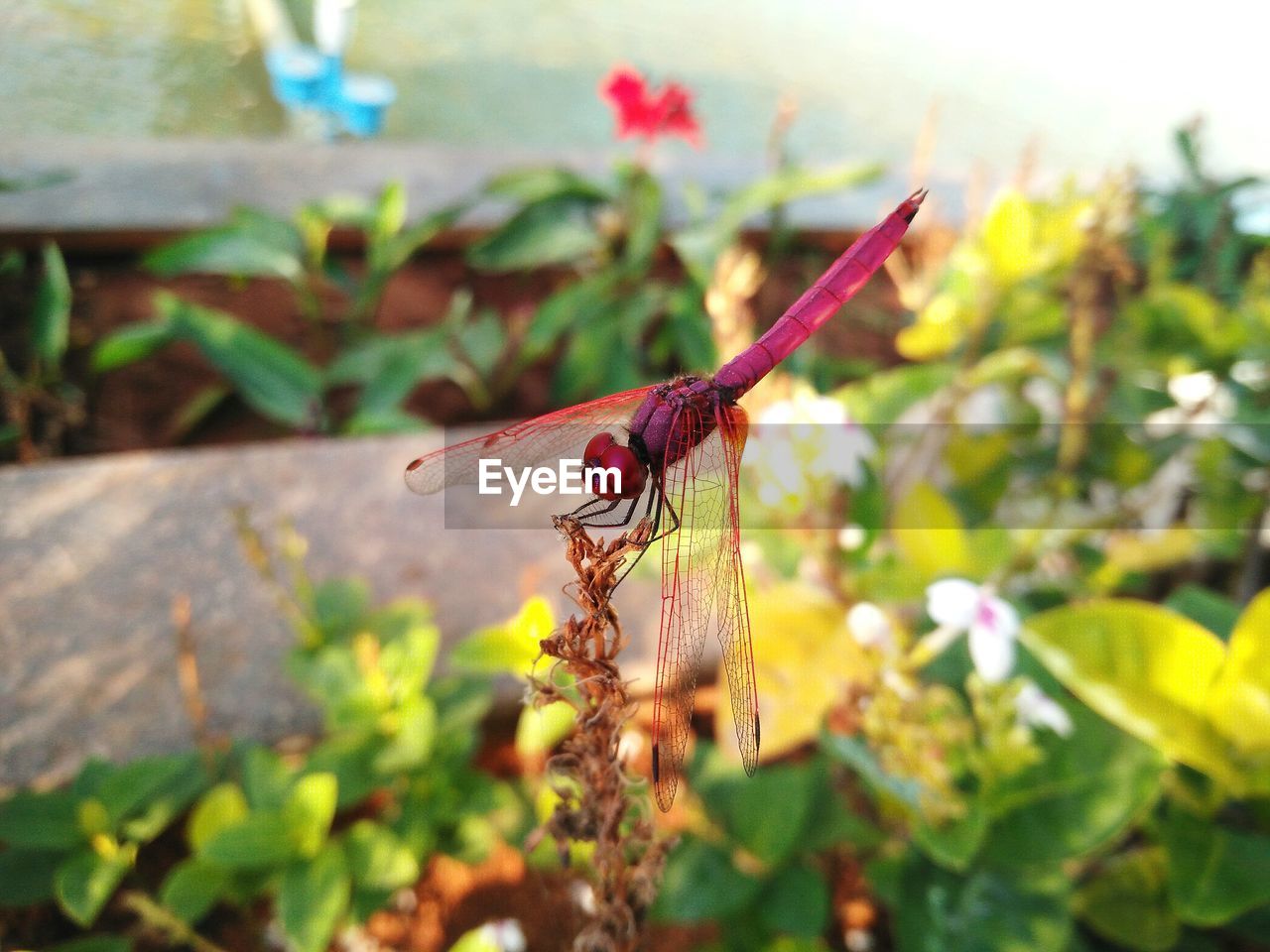 CLOSE-UP OF INSECT ON FLOWER PLANT