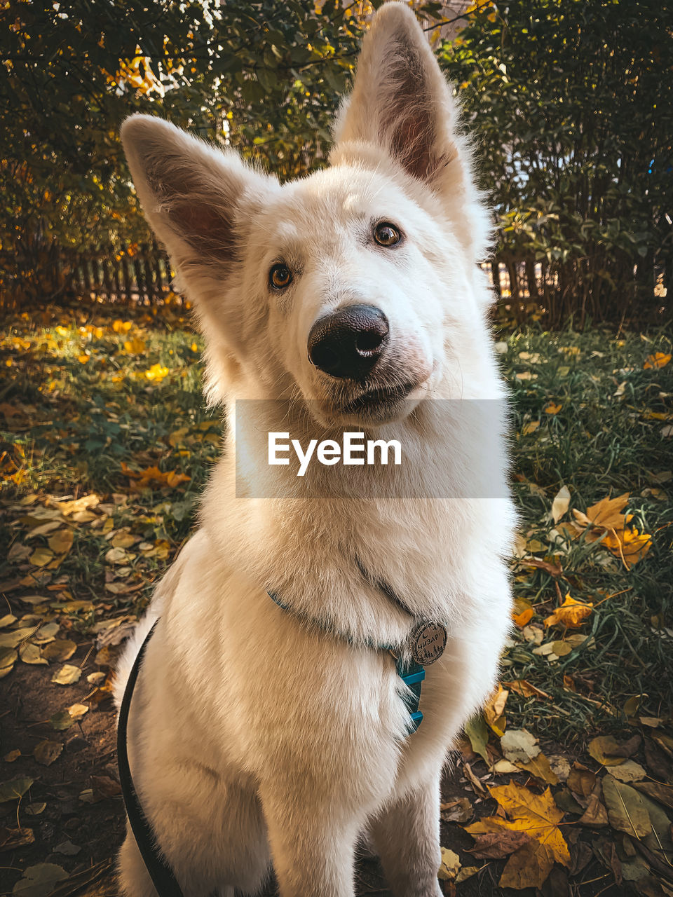 CLOSE-UP OF DOG LOOKING AWAY ON FIELD