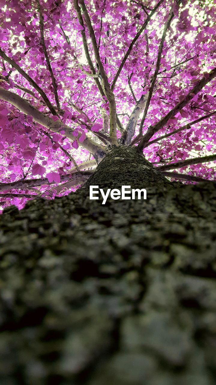 PINK FLOWERS ON TREE