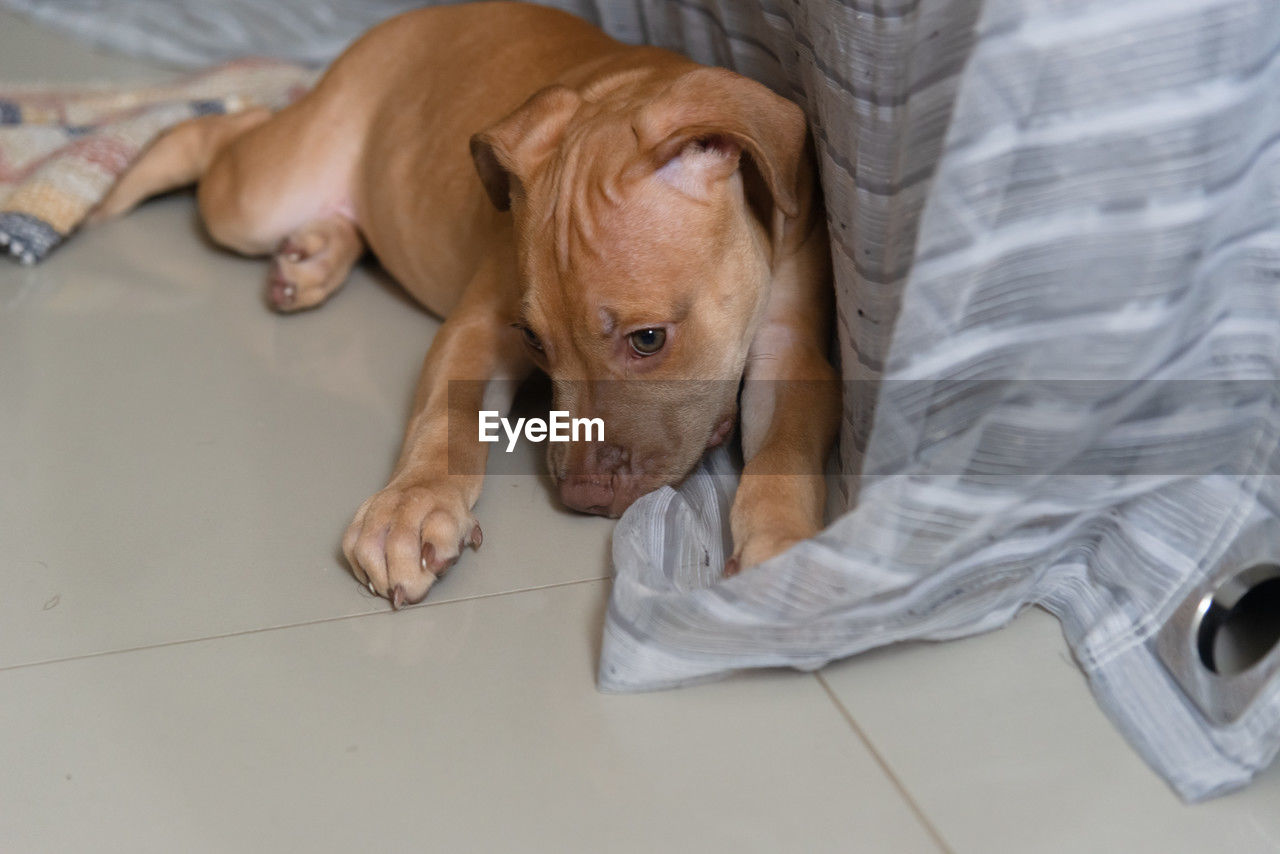 pet, mammal, animal themes, animal, one animal, domestic animals, dog, canine, relaxation, indoors, puppy, lying down, furniture, no people, sleeping, domestic room, resting, brown, home interior, high angle view, young animal, bed, tired