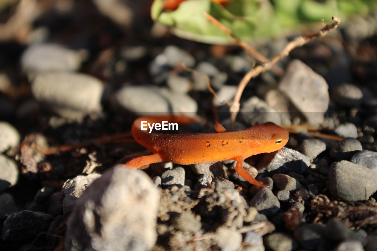 CLOSE-UP OF A LIZARD