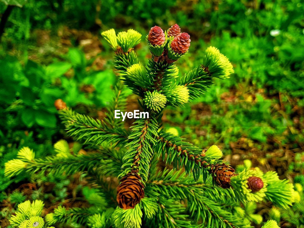 Close-up of pine tree