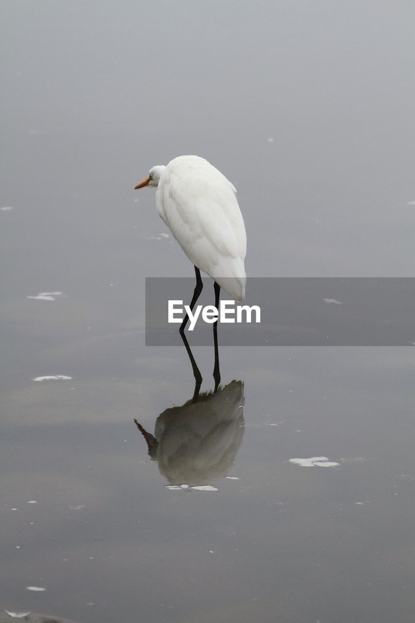 Rear view of a bird in calm water