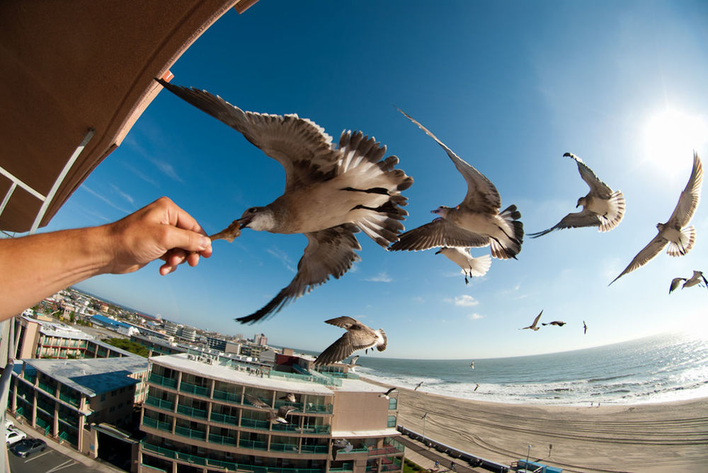 Cropped image of hand feeding seagull