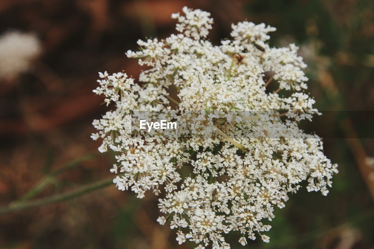 Close-up of white flowering plant