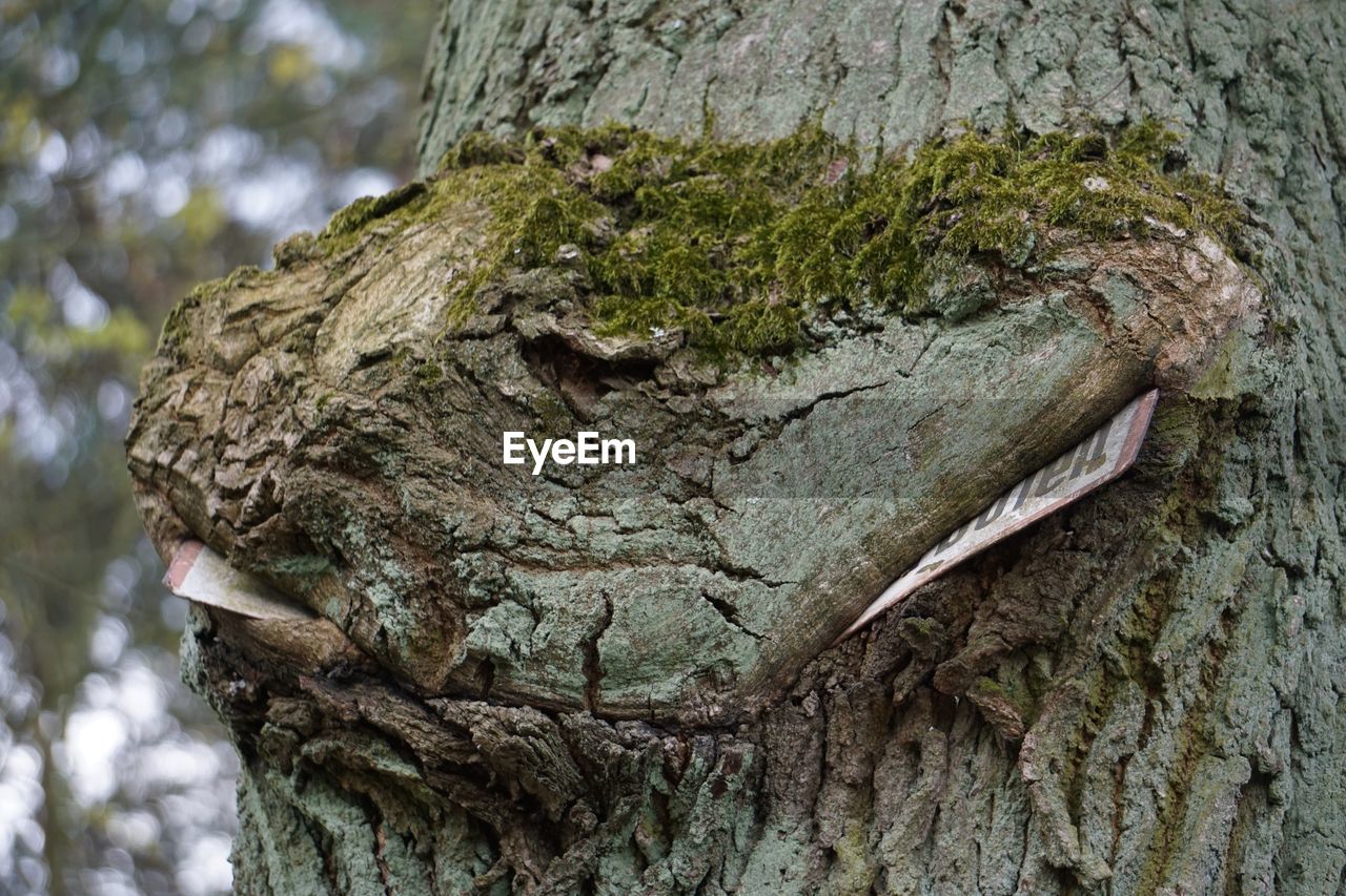 Close-up of tree trunk