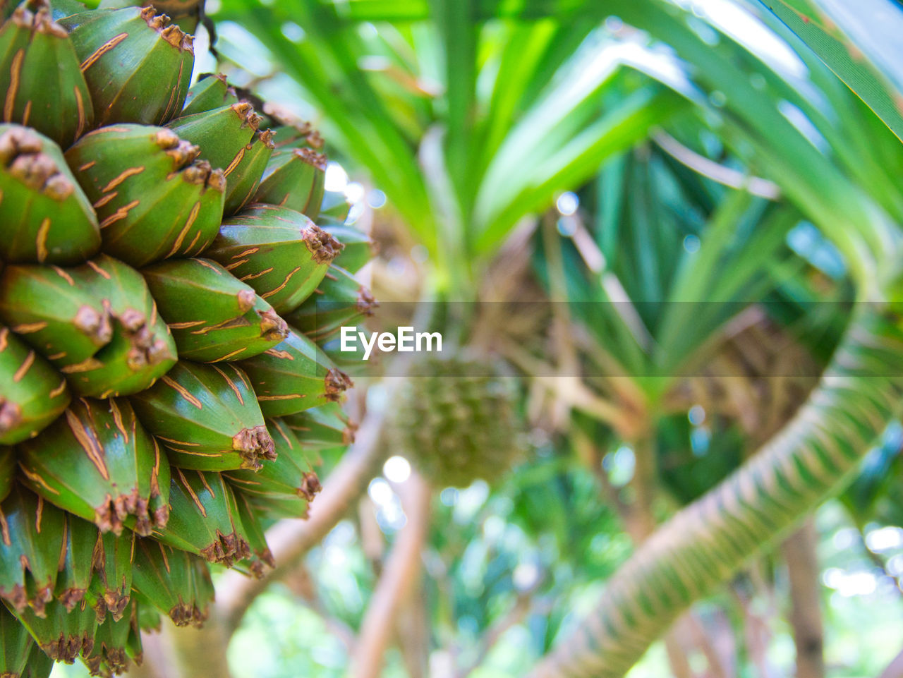 Close-up of bananas growing on tree